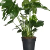 Fensterblatt (Monstera deliciosa) D 17 cm H 60 cm