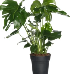 Fensterblatt (Monstera deliciosa) D 17 cm H 60 cm
