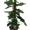 Fensterblatt (Monstera deliciosa) D 19 H 80 cm