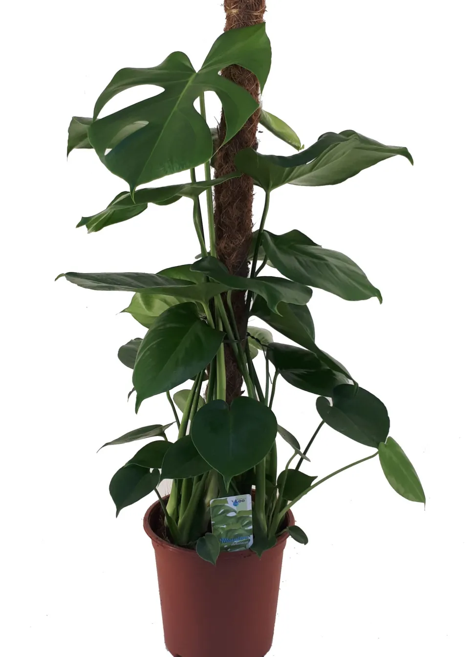 Fensterblatt (Monstera deliciosa) D 19 H 80 cm