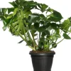 Fensterblatt (Monstera deliciosa) D 35 H 85 cm