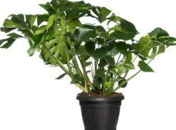 Fensterblatt (Monstera deliciosa) D 35 H 85 cm