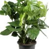 Fensterblatt (Monstera deliciosa) D 32 H 80 cm