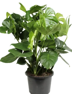 Fensterblatt (Monstera deliciosa) D 32 H 80 cm