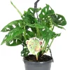 Fensterblatt (Monstera 'Monkey Leaf') D 15 H 30 cm