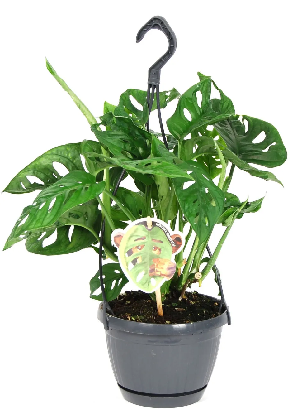 Fensterblatt (Monstera 'Monkey Leaf') D 15 H 30 cm