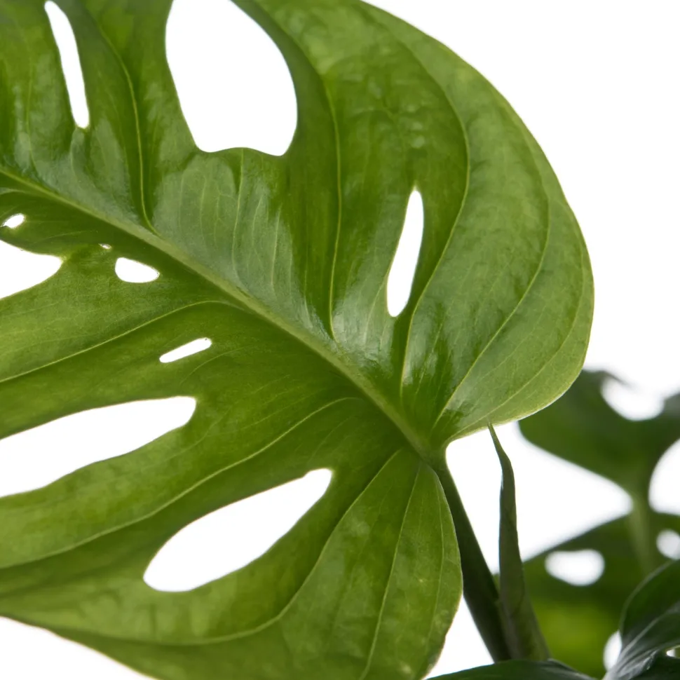 Fensterblatt (Monstera 'Monkey Leaf') D 15 H 30 cm