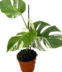 Fensterblatt panaschiert (Monstera deliciosa 'Variegata') D 17 H 60 cm