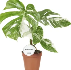 Fensterblatt panaschiert (Monstera deliciosa 'Variegata') D 15 H 45 cm