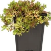 Fetthenne (Sedum album) D 9 H 5 cm