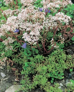 Fetthenne (Sedum album) D 9 H 5 cm