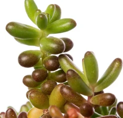 Fetthenne (Sedum album) D 9 H 5 cm