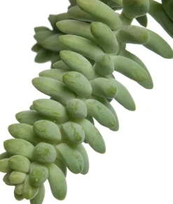 Fetthenne (Sedum 'Burrito') D 14 H 30 cm