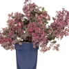 Fetthenne (Sedum 'Red Sparkle') D 11 H 10 cm
