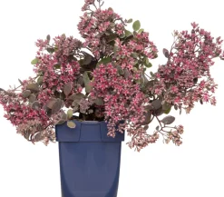 Fetthenne (Sedum 'Red Sparkle') D 11 H 10 cm