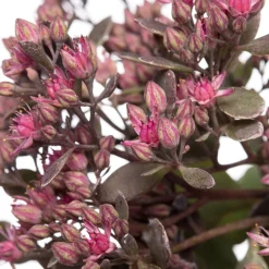 Fetthenne (Sedum 'Red Sparkle') D 11 H 10 cm