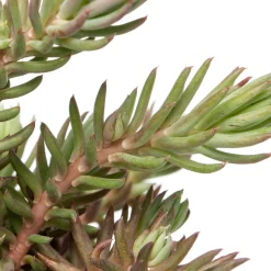 Fetthenne (Sedum reflexum) D 9 H 5 cm