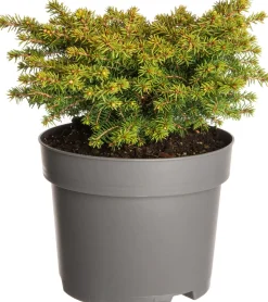 Fichte (Picea abies 'Little Gem') D 17 H 15 cm
