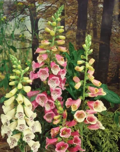 Fingerhut (Digitalis purpurea 'Gloxiniiflora')