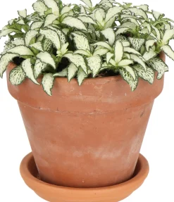 Fittonie (Fittonia 'White Forest Flame') D 12 H 18 cm