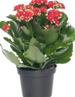 Flammendes Käthchen (Kalanchoe blossfeldiana 'Serenity') D 10,5 H 20 cm