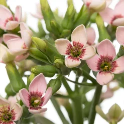 Flammendes Käthchen (Kalanchoë 'Femini Pink') D 14 H 40 cm