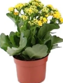 Flammendes Käthchen (Kalanchoë blossfeldiana) gelb D 10,5 H 23 cm