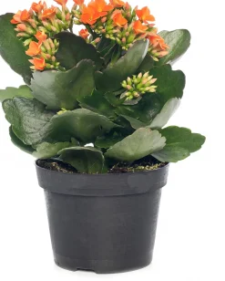 Flammendes Käthchen (Kalanchoe blossfeldiana) D 10,5 cm H 22 cm