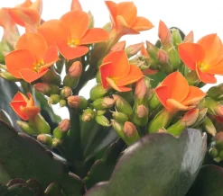 Flammendes Käthchen (Kalanchoe blossfeldiana) D 10,5 cm H 22 cm