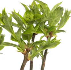 Flieder (Syringa villosae 'Agnes Smith') D 23 H 30 cm