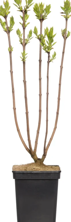 Flieder (Syringa vulgaris 'Andenken an Ludwig Spaeth') D 23 H 30 cm