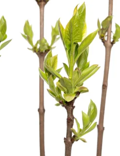 Flieder (Syringa vulgaris 'Andenken an Ludwig Spaeth') D 23 H 30 cm