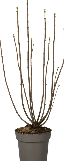 Flieder (Syringa vulgaris 'Souvenir d'Alice Harding') D 27 H 80 cm
