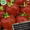 Florex Bio Erdbeere (Fragaria 'Elsantha') Samen 2 St.