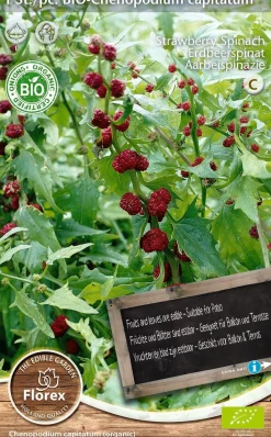 Florex Bio Erdbeerspinat (Chenopodium capitatum) Samen