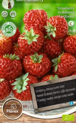 Florex Bio Himbeer-Erdbeere (Fragaria 'Framberry') Samen 2 St.