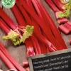 Florex Bio Rhabarber (Rheum 'Champagne') Samen