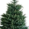 Fraser-Tanne (Abies 'Fraseri') D 26 H 80 cm