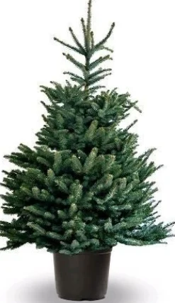 Fraser-Tanne (Abies 'Fraseri') D 26 H 80 cm