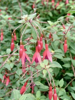 Fuchsie (Fuchsia magellanica 'Riccartonii')