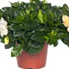 Gardenie (Gardenia jasminoides) D 13 cm H 25 cm