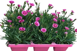 Garten-Nelke (Dianthus 'Pink Kisses') D 9 H 10 cm 6 Pflanzen