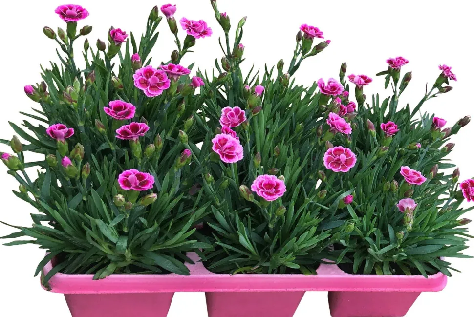 Garten-Nelke (Dianthus 'Pink Kisses') D 9 H 10 cm 6 Pflanzen