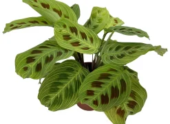 Gebetspflanze (Maranta leuconeura 'Fantasy') D 12 H 30 cm
