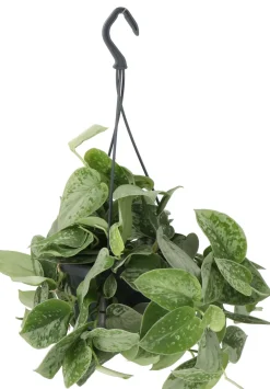 Gefleckte Efeutute (Scindapsus pictus 'Silvery Ann') D 14 H 40 cm