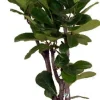 Geigenfeige (Ficus lyrata) D 24 H 120 cm