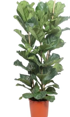 Geigenfeige (Ficus lyrata) D 34 H 180 cm