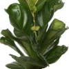 Geigenfeige (Ficus lyrata) D 17 H 65 cm