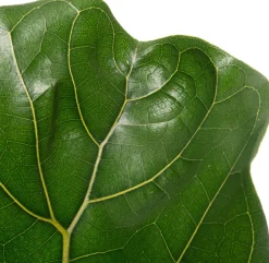 Geigenfeige (Ficus lyrata) D 17 H 65 cm