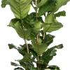 Geigenfeige (Ficus lyrata) D 34 cm H 140 cm